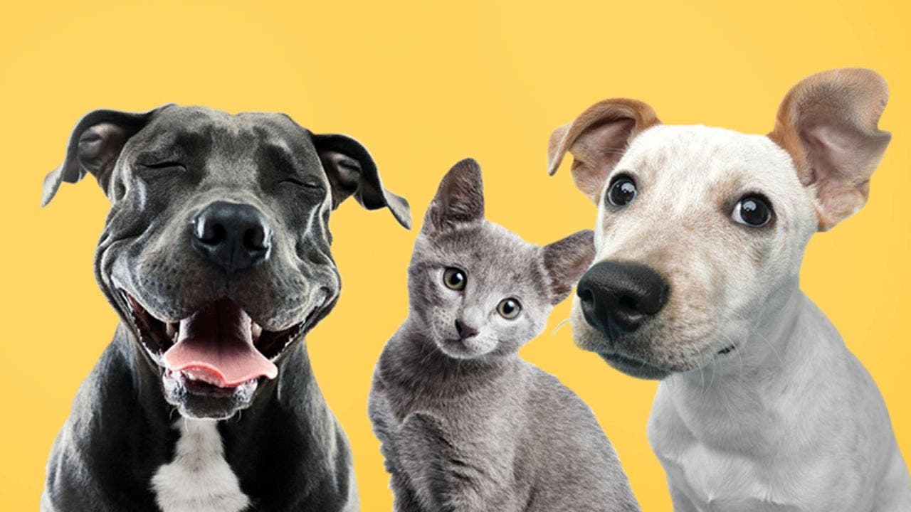 Sobre um fundo amarelo torrado estão três animais em posição frontal, sendo visível apenas a sua cara e dorso. À esquerda está um cão preto de olhos fechados e boca aberta com a língua de fora, ao centro um gato cinzento e à direita um cão beje, ambos com os olhos abertos.